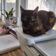 Berry Ali Stvil profile photo