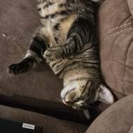 Feroz Khan profile photo