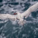 Alana Kekoa'eonalani T. Garcia