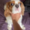 Henrique Tonasso Mazzola