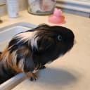 Moxie Hayes profile photo